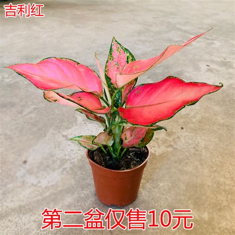 万年红植物风水|易经风水——植物风水大全